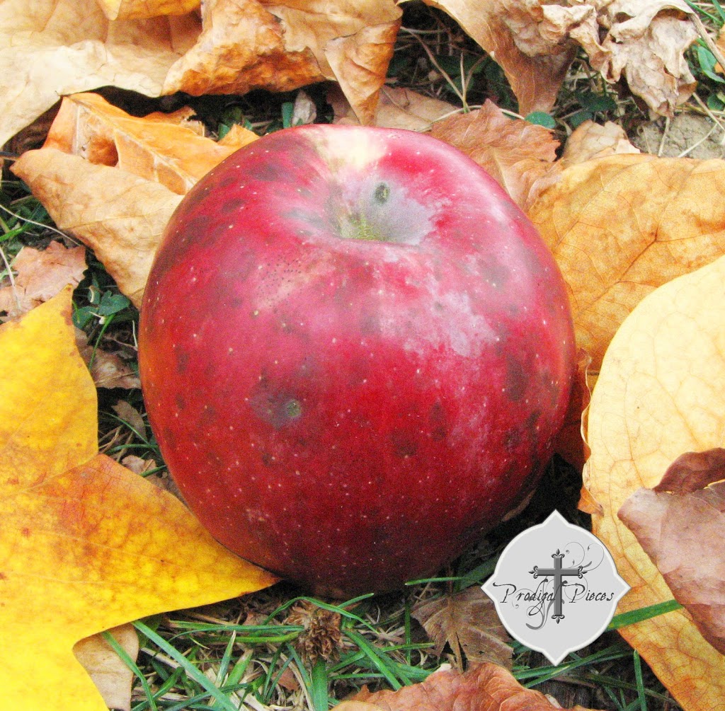 Apple Pickin' Time!