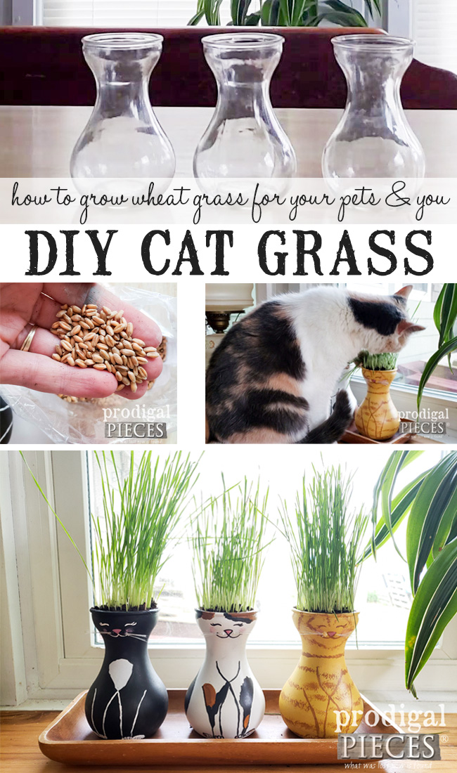 How to Grow Cat Grass (aka. Wheat Grass) for your Cats, Dogs, and YOU. Video tutorial by Larissa of Prodigal Pieces | prodigalpieces.com prodigalpieces diy pets cats dogs food health home homedecor