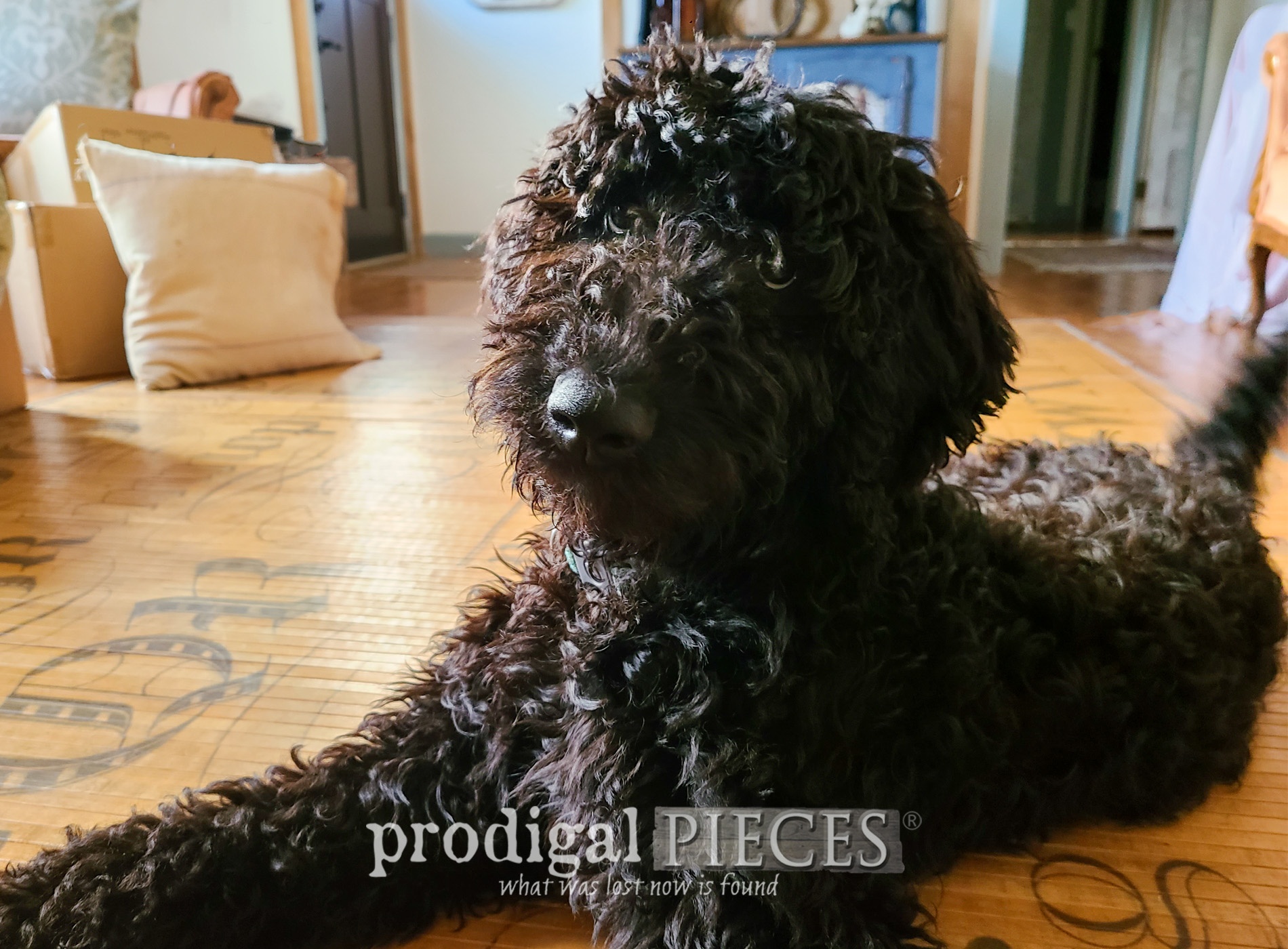 Goldendoodle Puppy Blessing