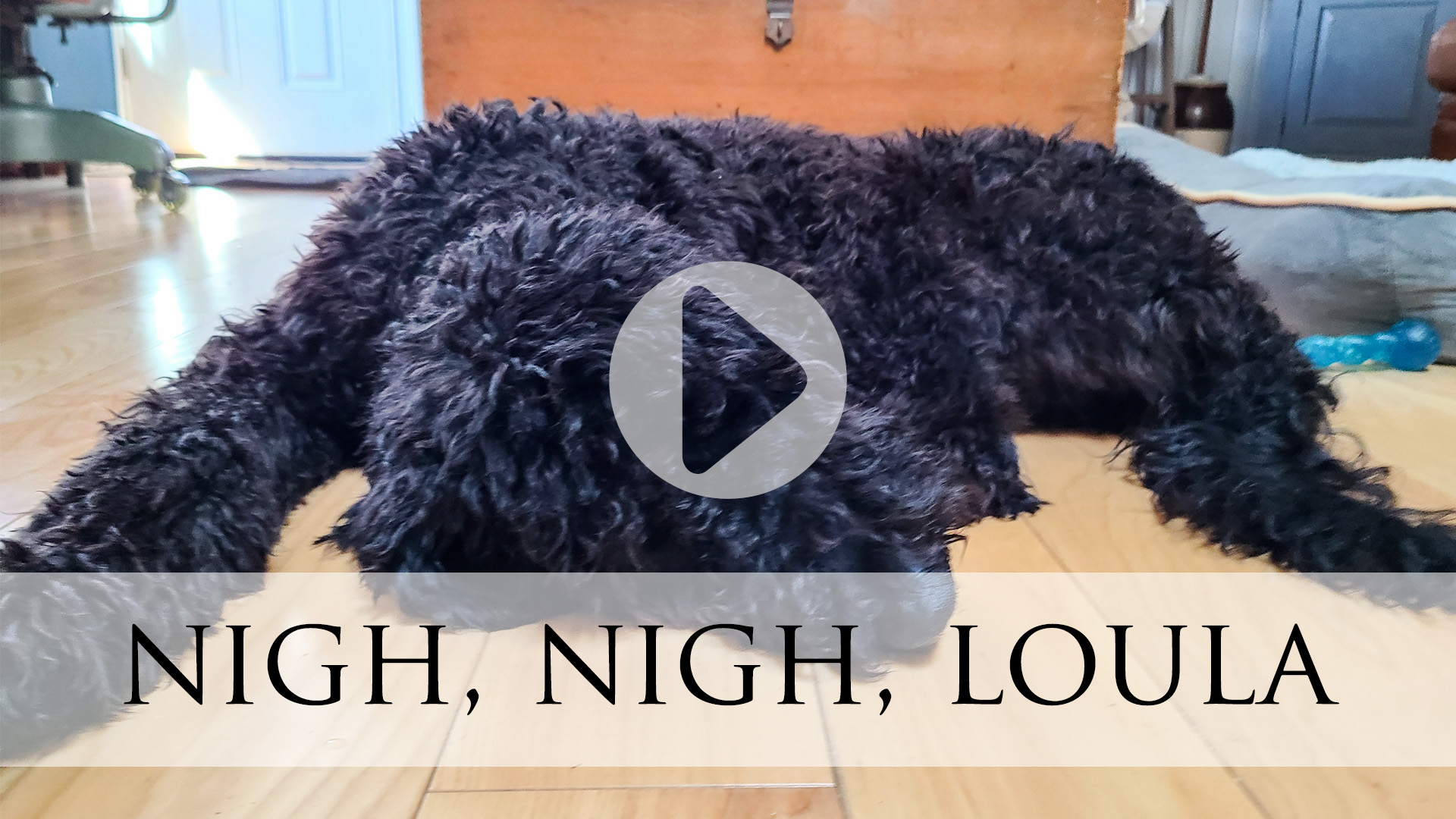Snoring Goldendoodle Puppy, Loula | prodigalpieces.com prodigalpieces