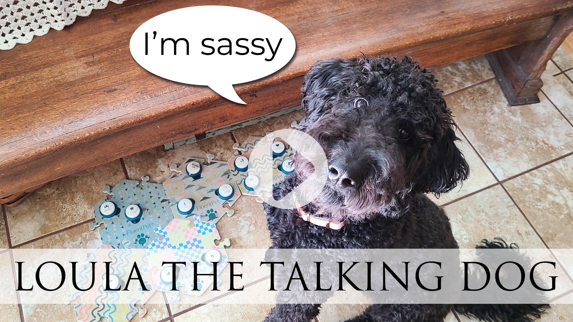 Blog Video of Loula the Talking Dog Video Story by Larissa of Prodigal Pieces | prodigalpieces.com prodigalpieces dog pets